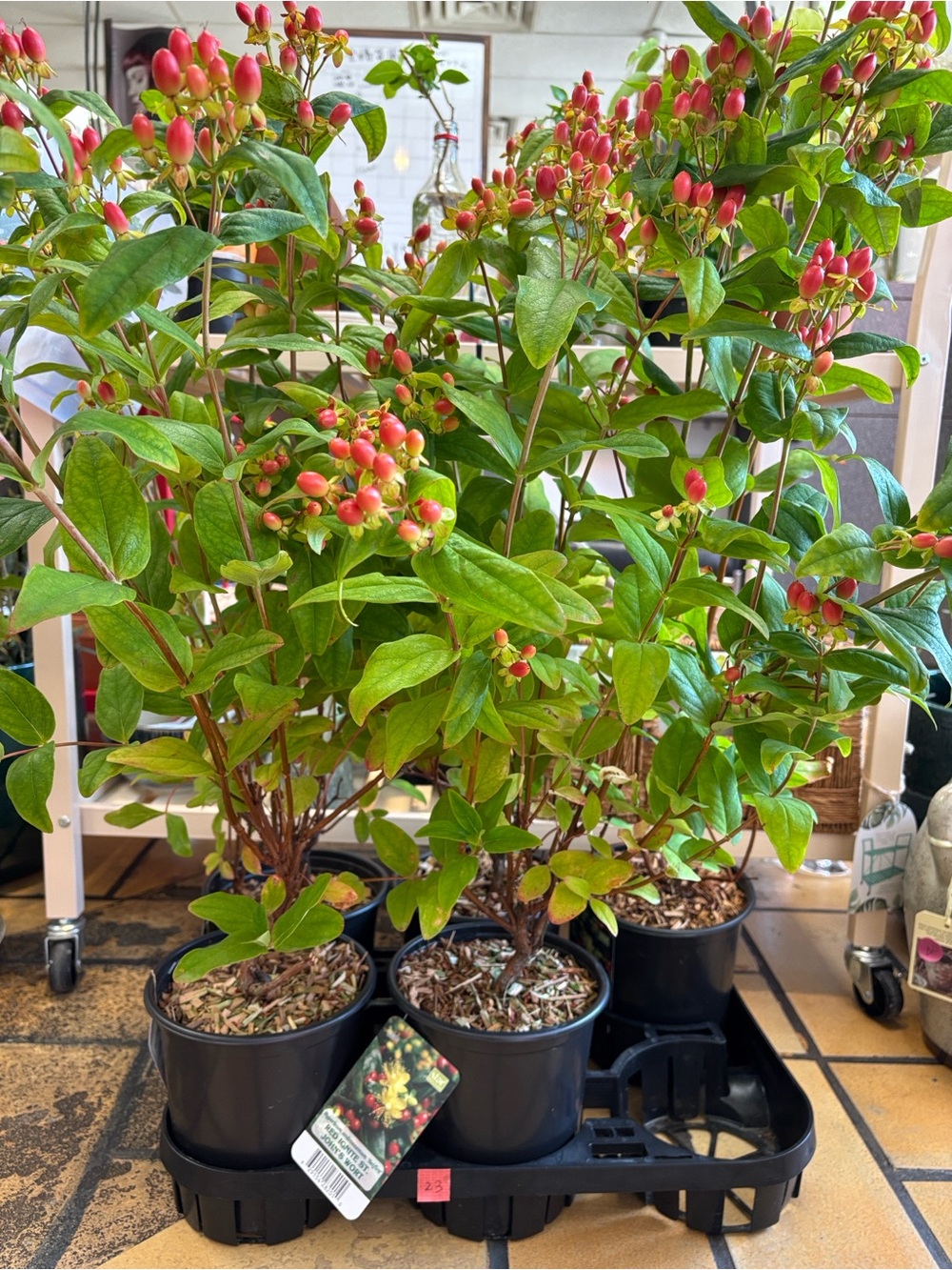 Garden Hypericum Berry Plant - Pink -